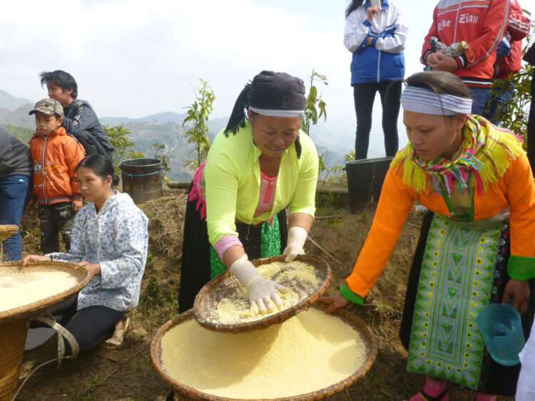 Découvrez le plat typique du peuple H'Mong : Mèn Mén, riz doré du peuple H'Mong
