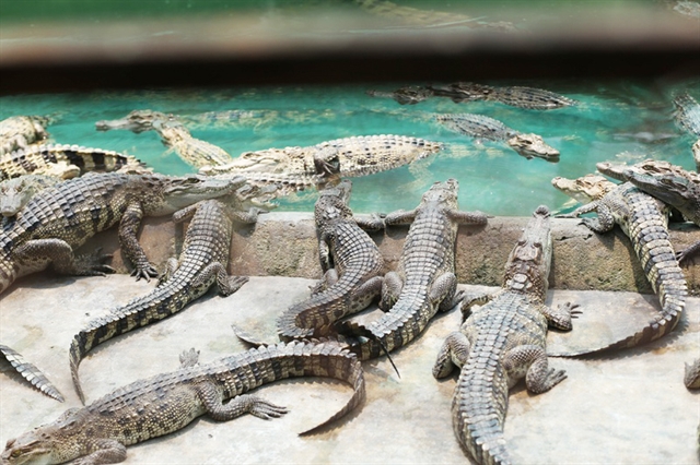 crocodiles au Viêt Nam