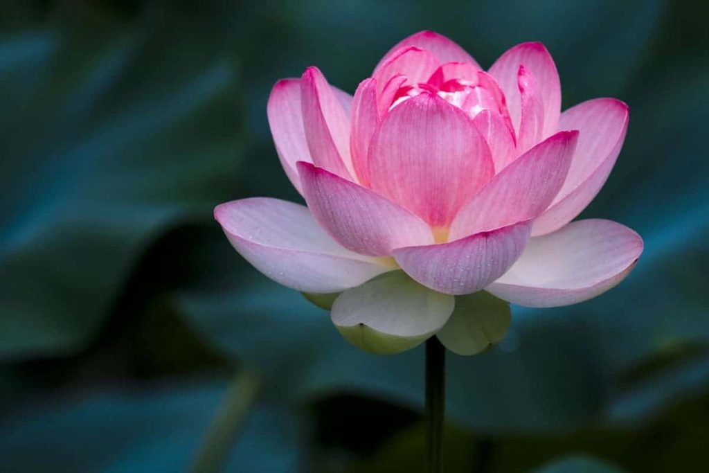 Lotus fleur nationale du Viêt Nam : un symbole de beauté surmontant l'obscurité